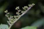 Canadian woodnettle